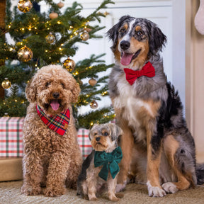 Dog Bow Tie Cranberry Velvet