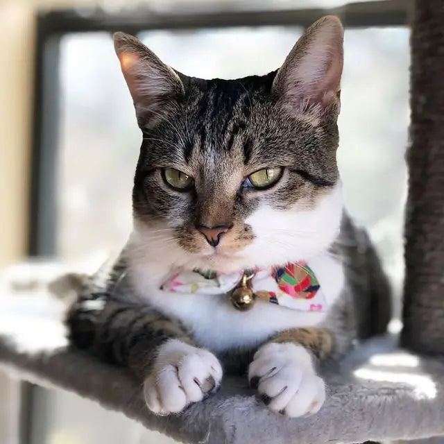Moon-X USA - Cat Collar Kimono Ribbon