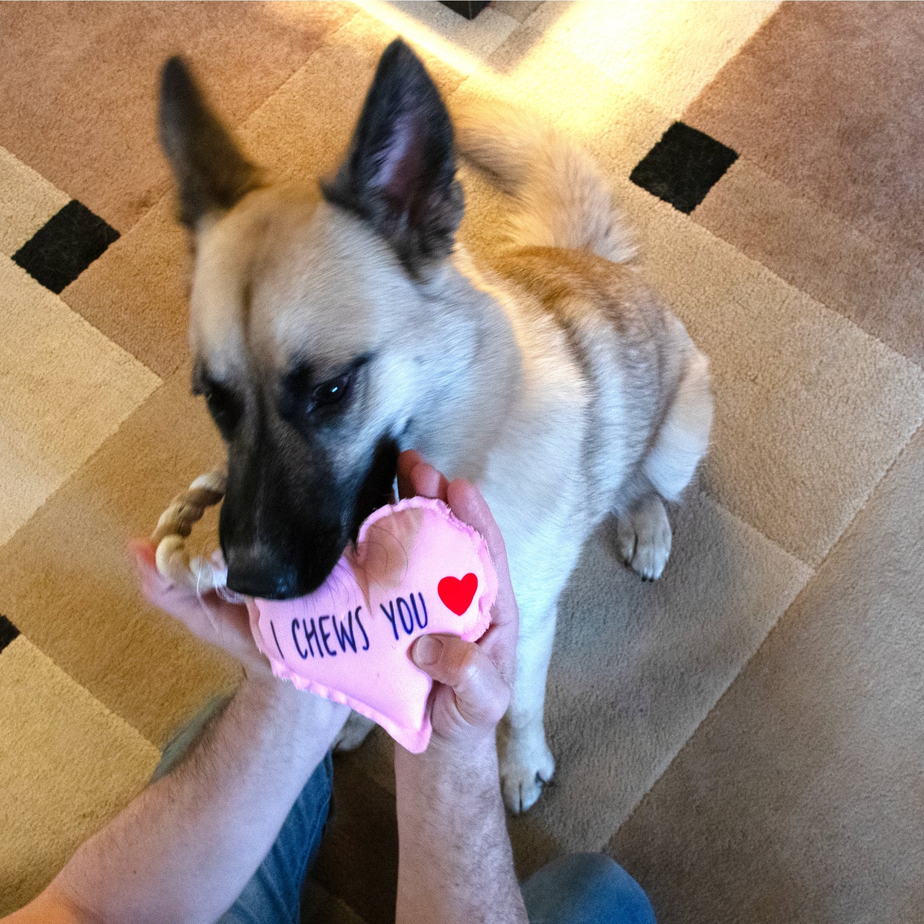 Pavilion - Canvas Dog Toy On Rope "I Chews You"