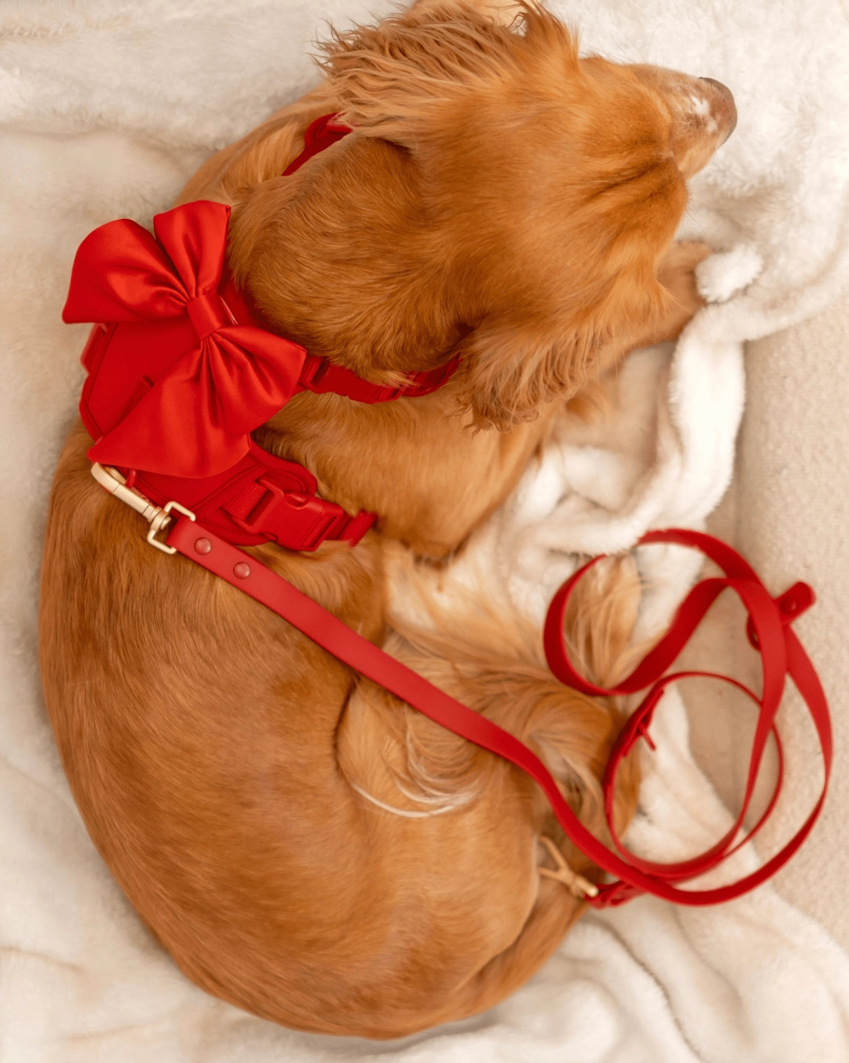 Furry Muse - Leash Wander Multiway