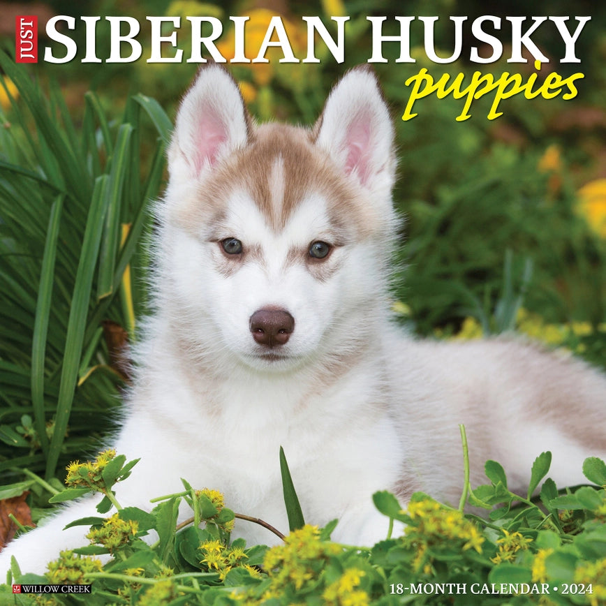 2024 Siberian Husky Puppies Calendar