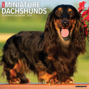 2024 Miniature Dachshunds Calendar
