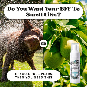 Pet-Pourri Pawsitively Fresh Rinse-Free Deodorizing Shampoo