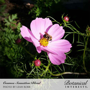 Botanical Interests, Inc. - Cosmos Sensation Blend Seeds