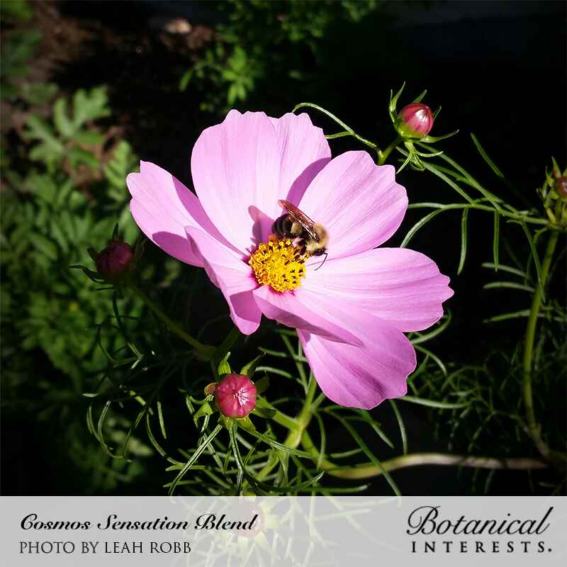 Botanical Interests, Inc. - Cosmos Sensation Blend Seeds