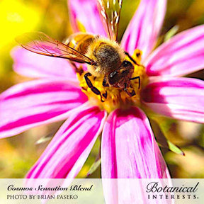 Botanical Interests, Inc. - Cosmos Sensation Blend Seeds