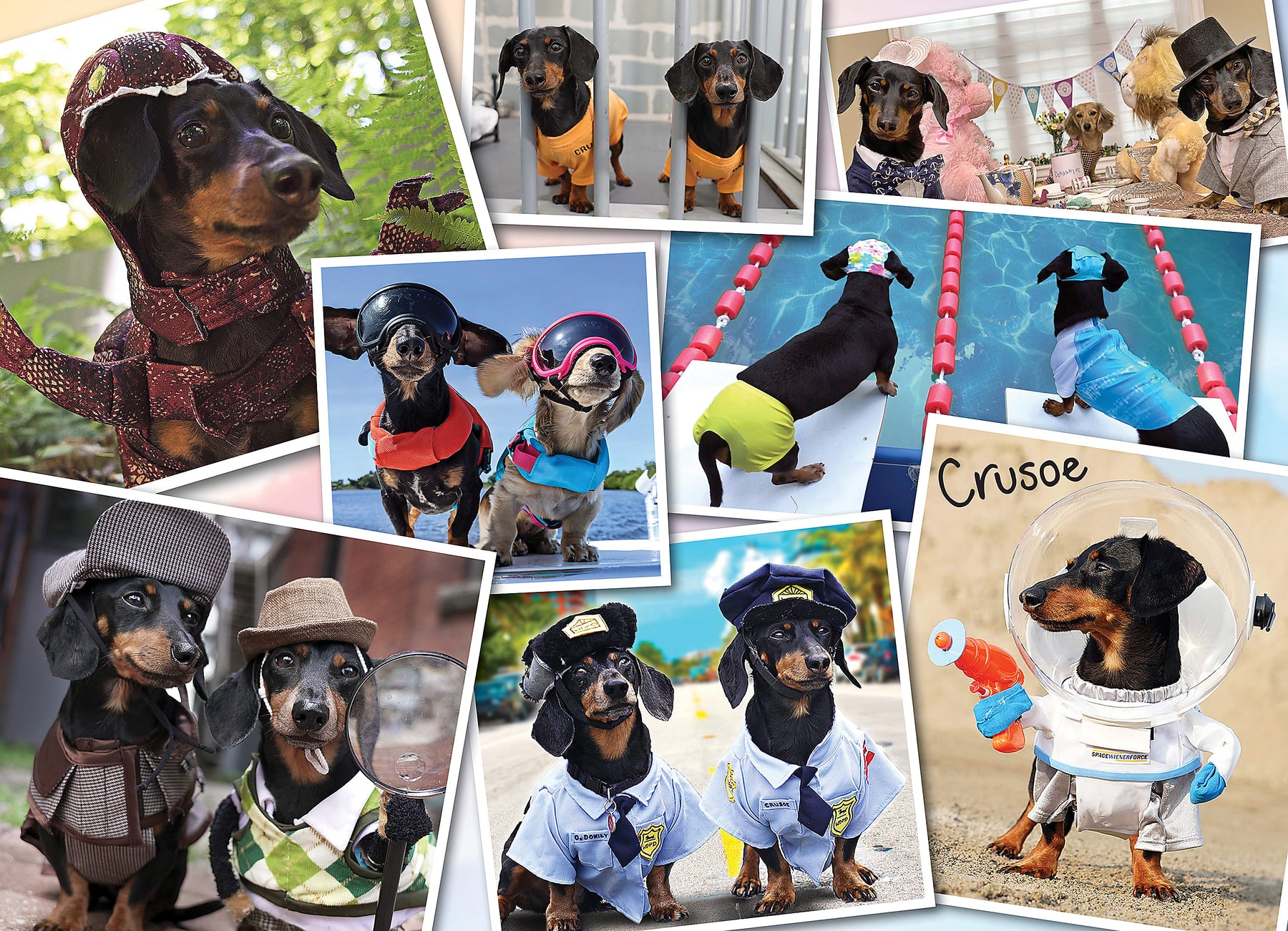 Puzzle Crusoe The Celebrity of Dachshunds - 1000 piece