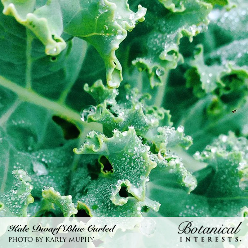 Kale Dwarf Blue Curled Organic