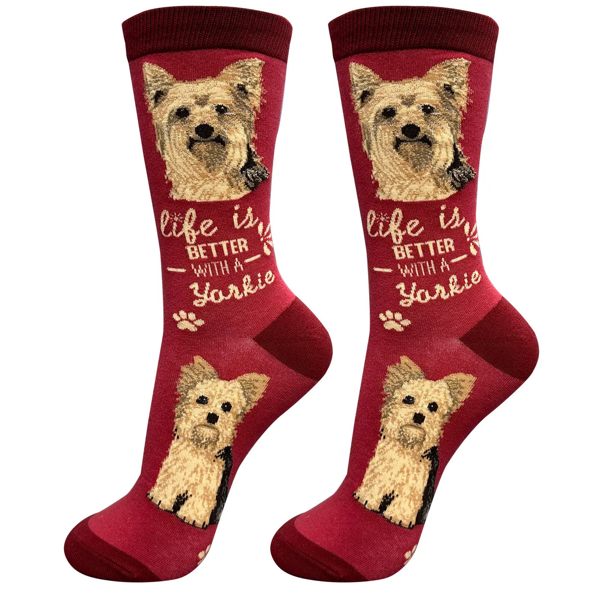 Socks Yorkie