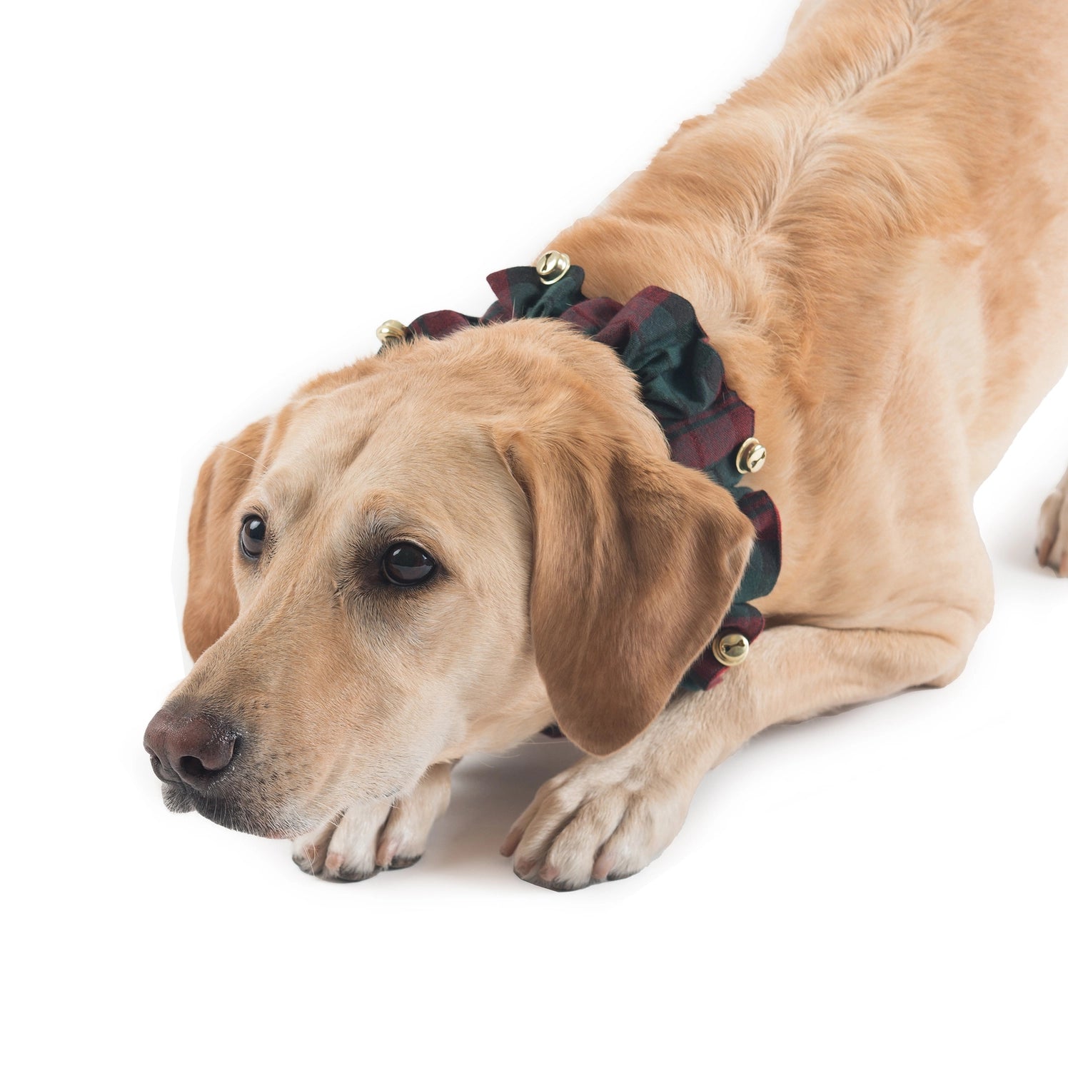 Carolina Pet - Pendleton Dog Collar Plaid Red Ombre