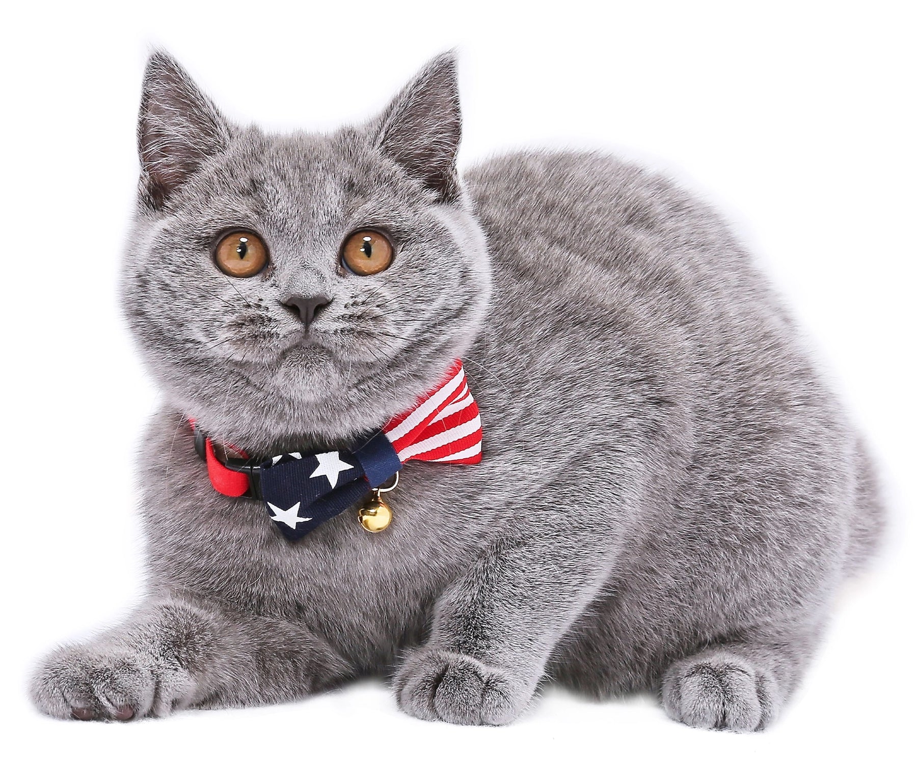 Cat Collar My Cat For President