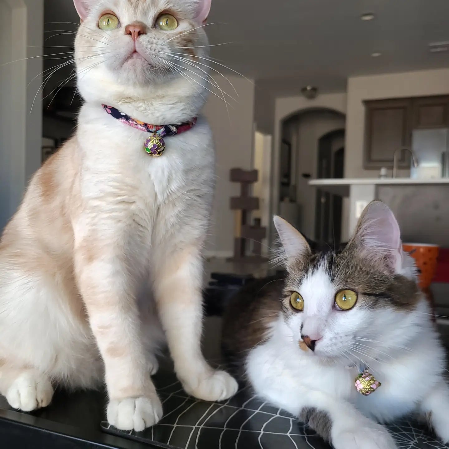 Cat Collar Chirimen Sakura