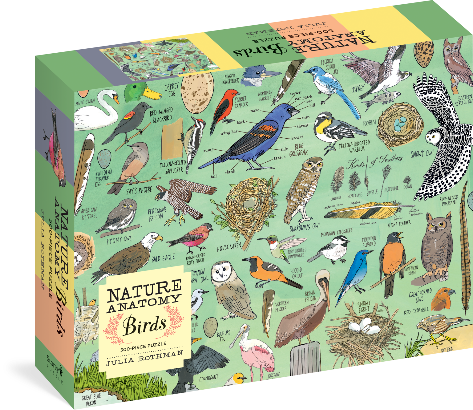 Puzzle Nature Anatomy: Birds