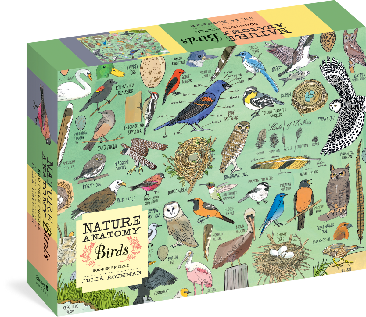 Puzzle Nature Anatomy: Birds