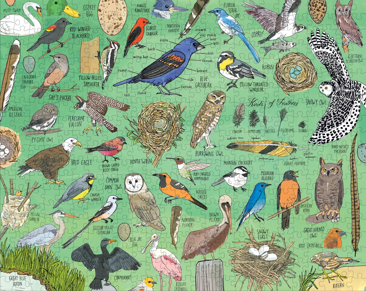 Puzzle Nature Anatomy: Birds