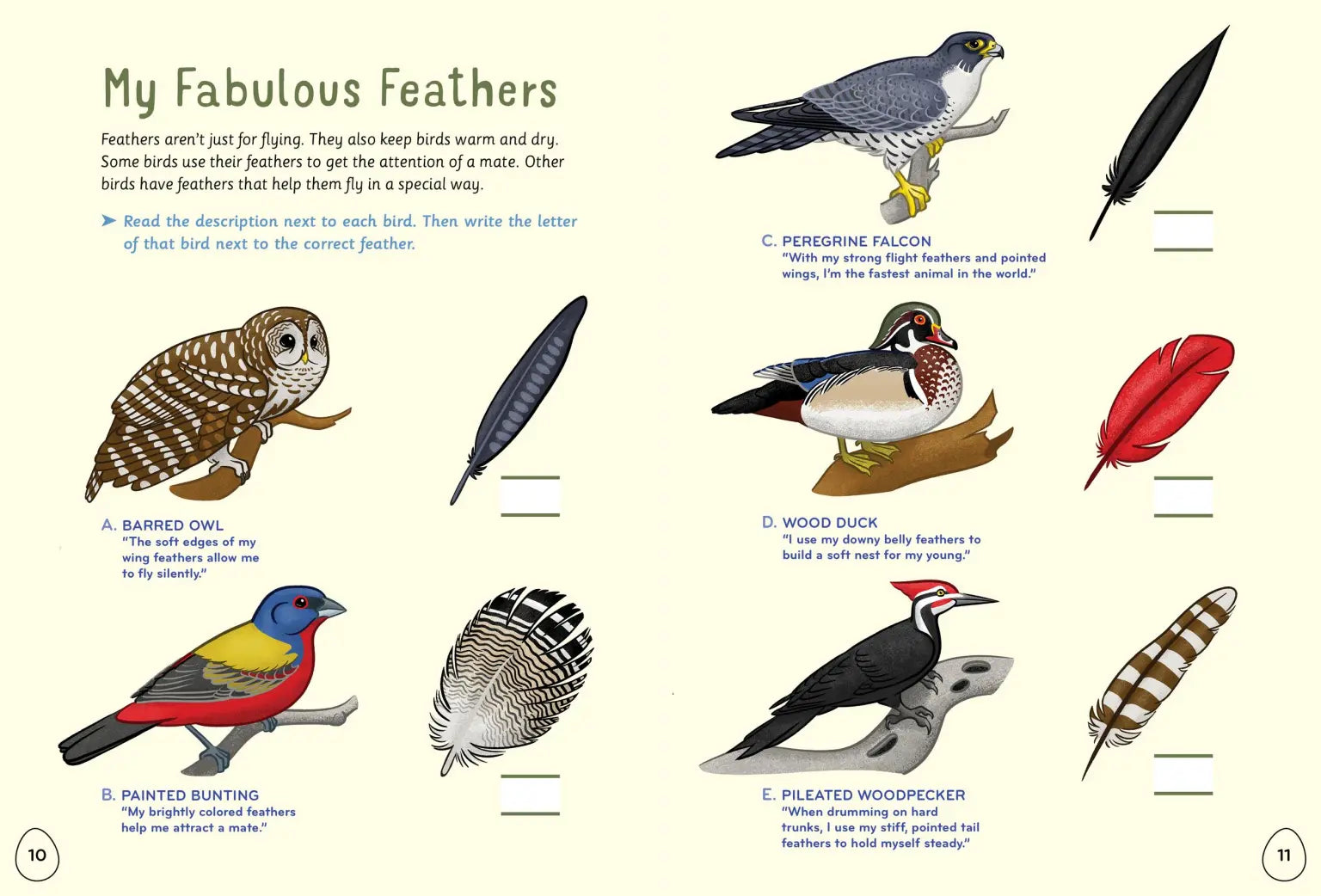 I Love Birds Activity Book
