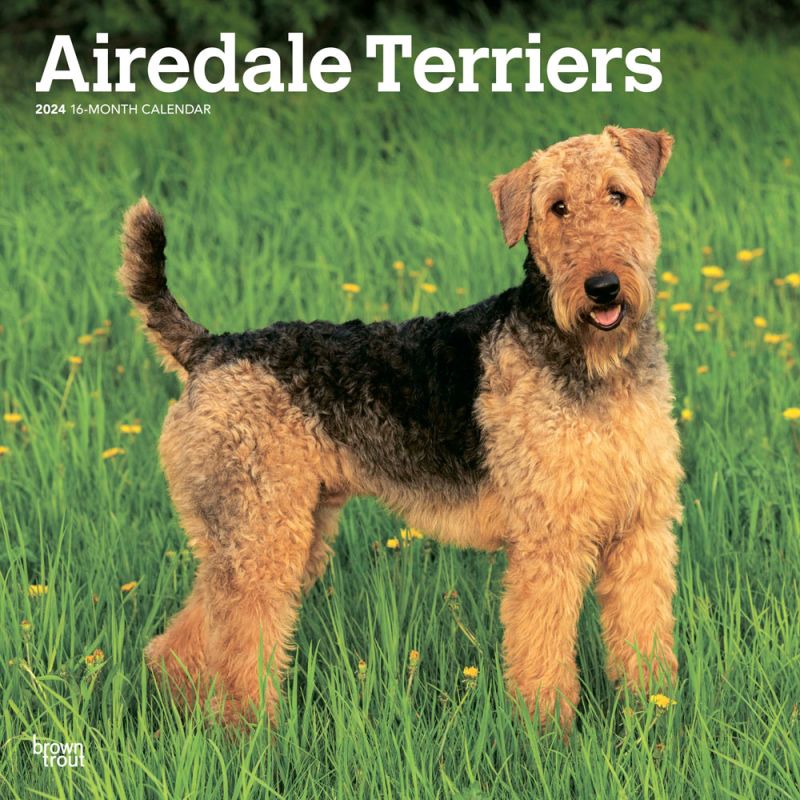 2024 Airedale Terriers Calendar