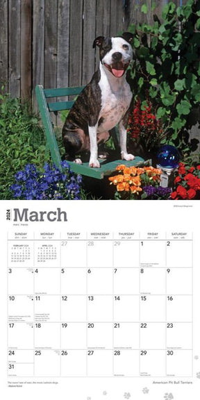 2024 American Pitbull Terriers Calendar