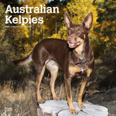 2024 Australian Kelpies Calendar