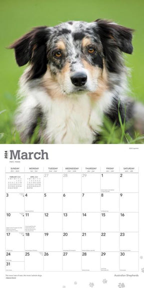2024 Australian Shepherds Calendar