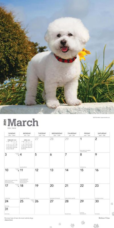 2024 Bichon Frise Calendar
