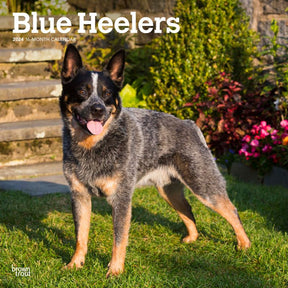 2024 Blue Heelers Calendar