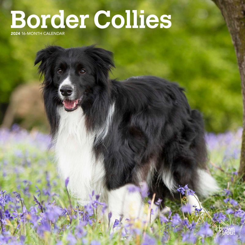 2024 Border Collie Calendar