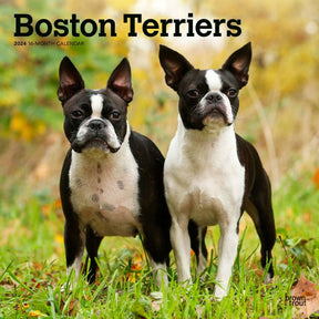 2024 Boston Terriers Calendar