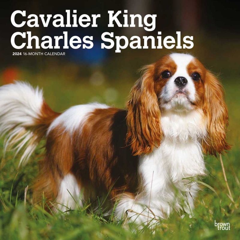 2024 Cavalier King Charles Calendar