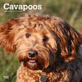 2024 Cavapoos Calendar