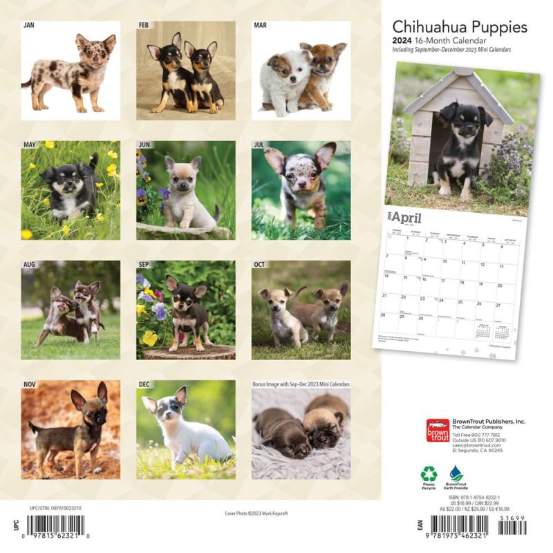 2024 Chihuahua Puppies Calendar