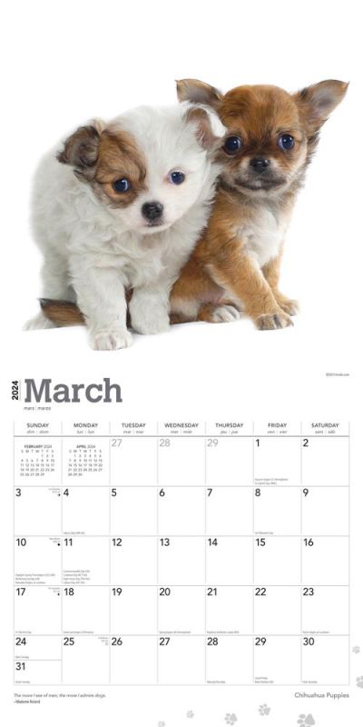 2024 Chihuahua Puppies Calendar