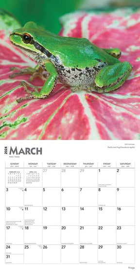 2024 Frogs Calendar
