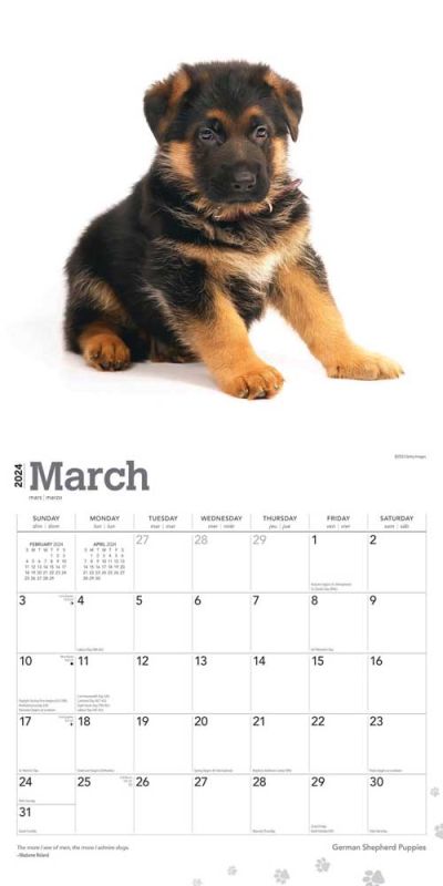 2024 German Shepherd Puppies Calendar