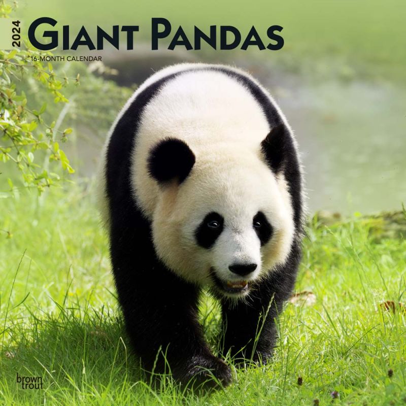 2024 Giant Pandas Calendar