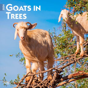 2024 Goats in Trees Calendar