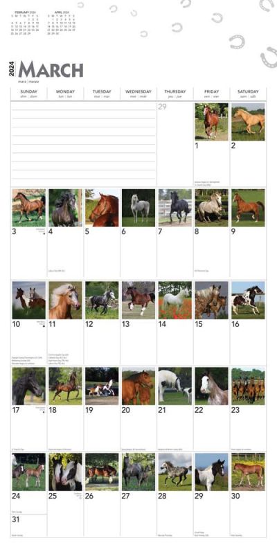 2024 366 Days of Horses Calendar