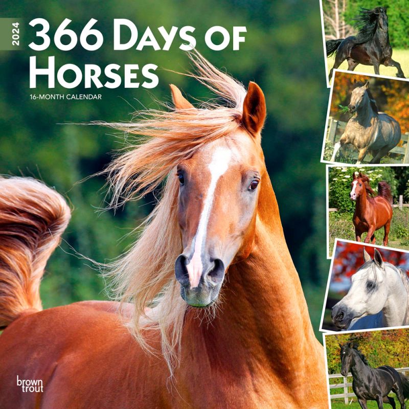 2024 366 Days of Horses Calendar