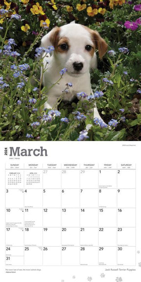 2024 Jack Russell Puppies Calendar