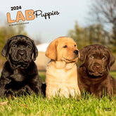 2024 Labrador Retriever Puppies Calendar