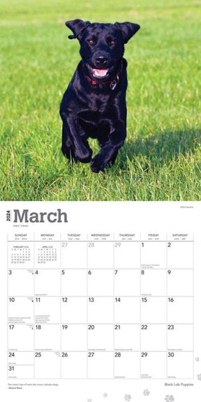 2024 Black Lab Puppies Calendar