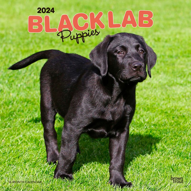 2024 Black Lab Puppies Calendar
