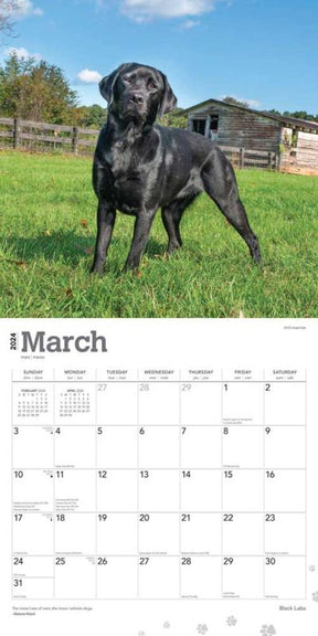2024 Black Labs Calendar