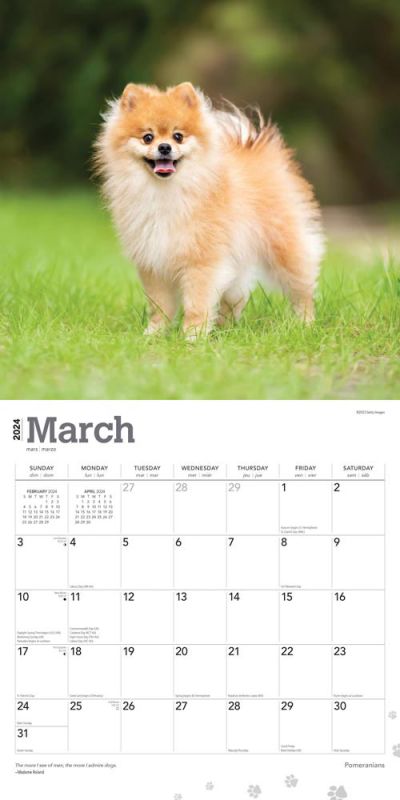2024 Pomeranians Calendar