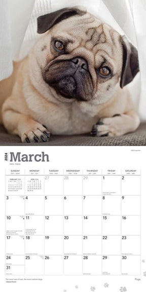 2024 Pugs Calendar