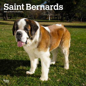 2024 Saint Bernards Calendar
