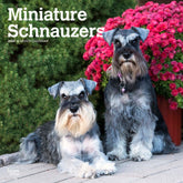 2024 Miniature Schnauzers Calendar