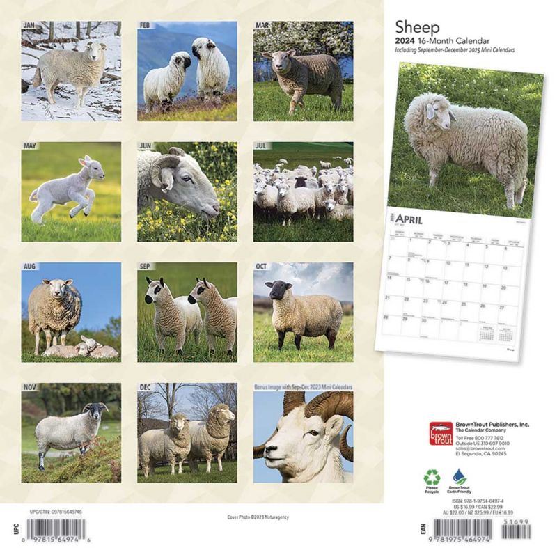 2024 Sheep Calendar