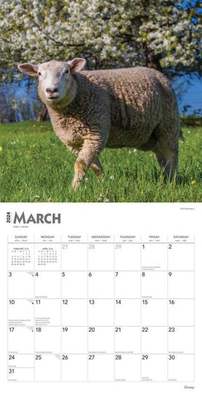 2024 Sheep Calendar