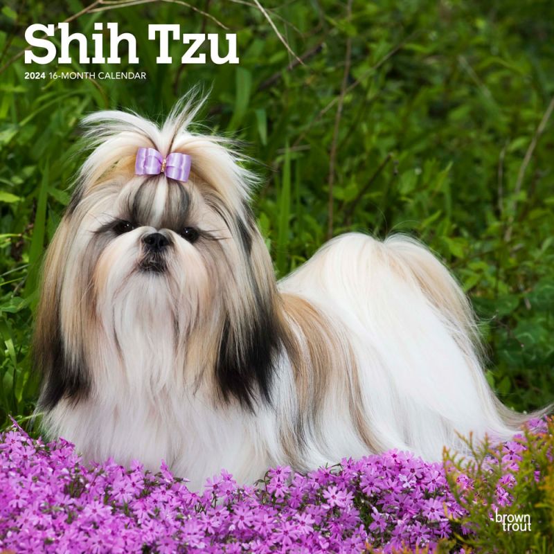 2024 Shih Tzu Calendar